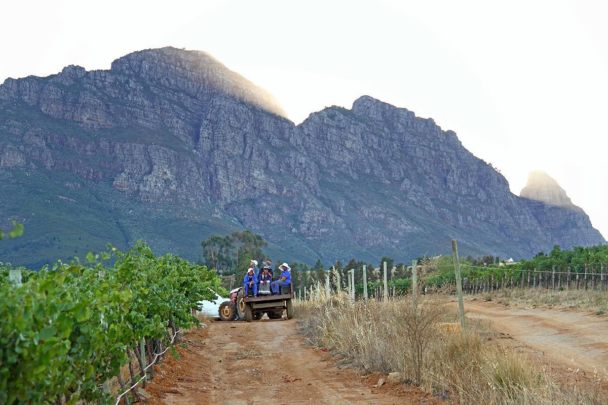 Muratie Wine Estate Stellenbosch Dış mekan fotoğraf